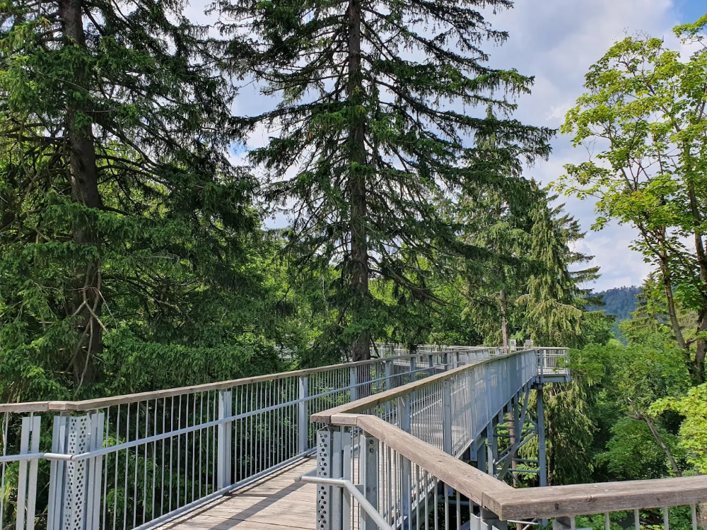 Baumwipfelpfad in Bad Harzburg: walking among the treetops