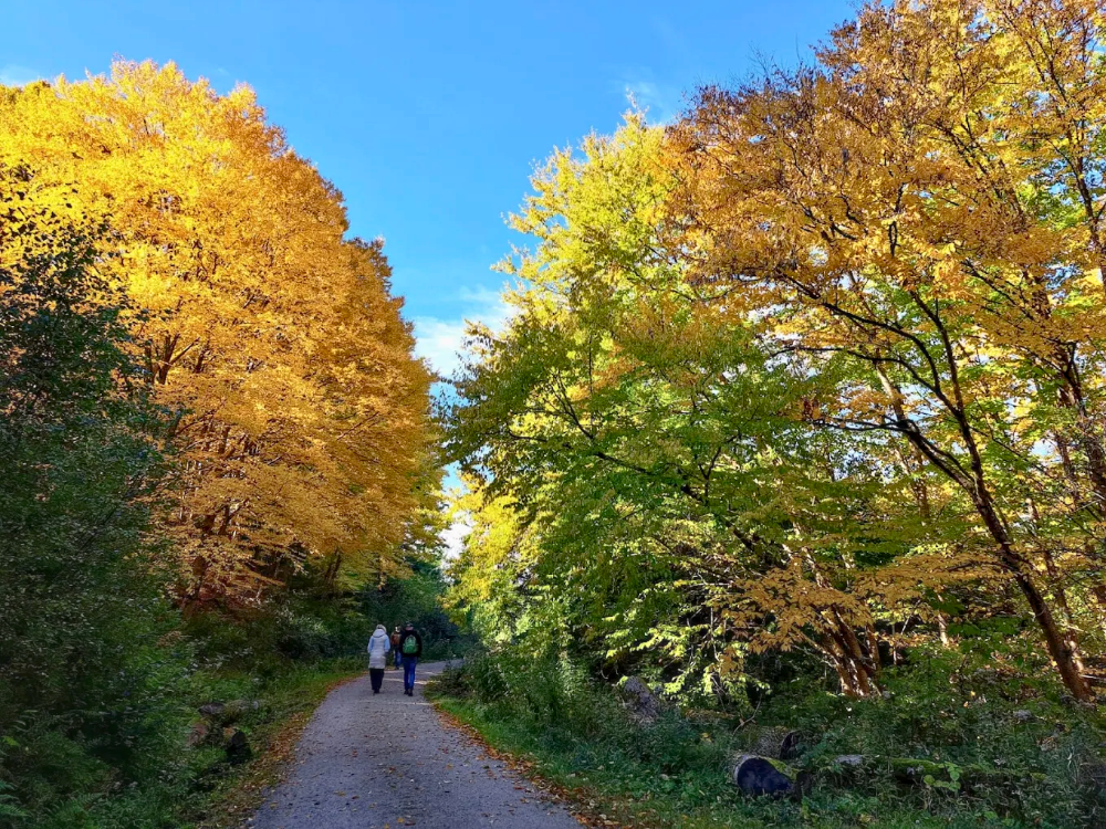 Welt Wald Harz