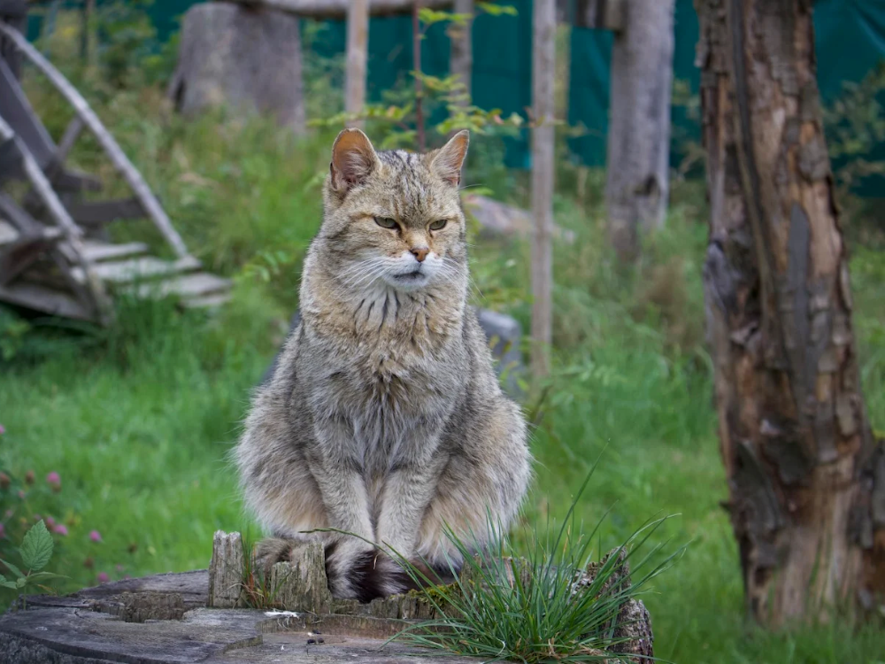 Wildkatzen Erlebniszentrum Bad Harzburg